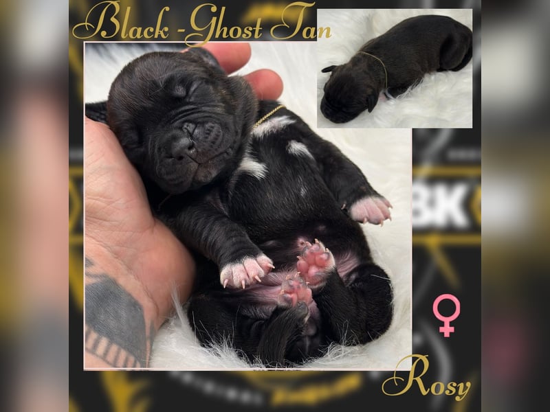 Kingzbullys Classic Edition/American Bully Classic