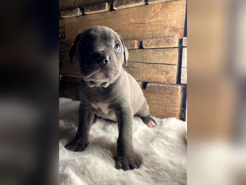 American bully classic welpen