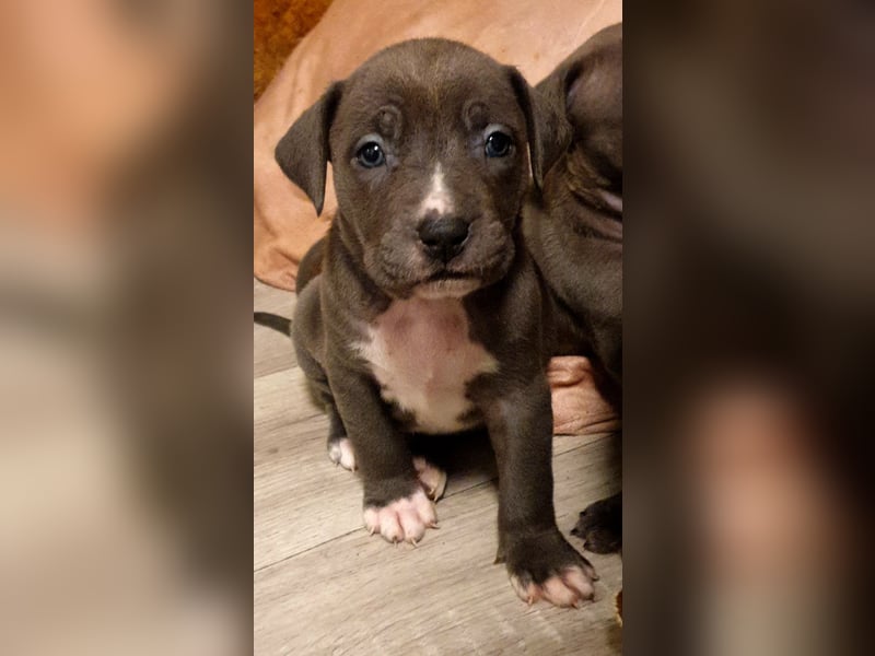 American bully classic welpen