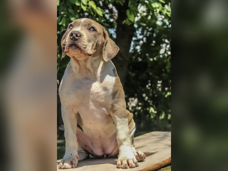 American bully XL welpen