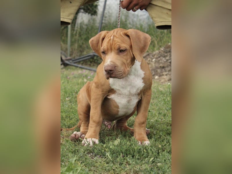 American bully XL welpen