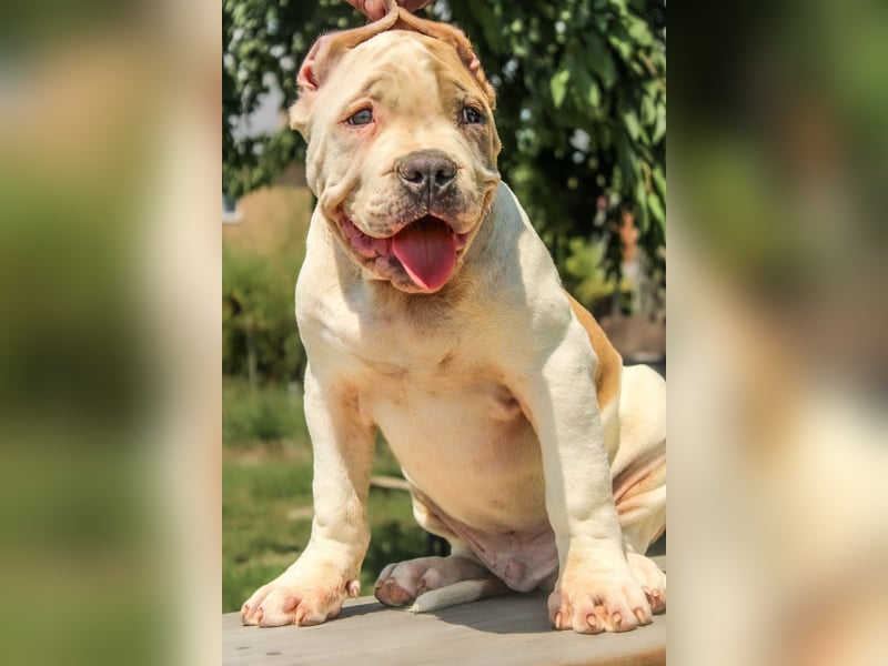 American bully XL welpen
