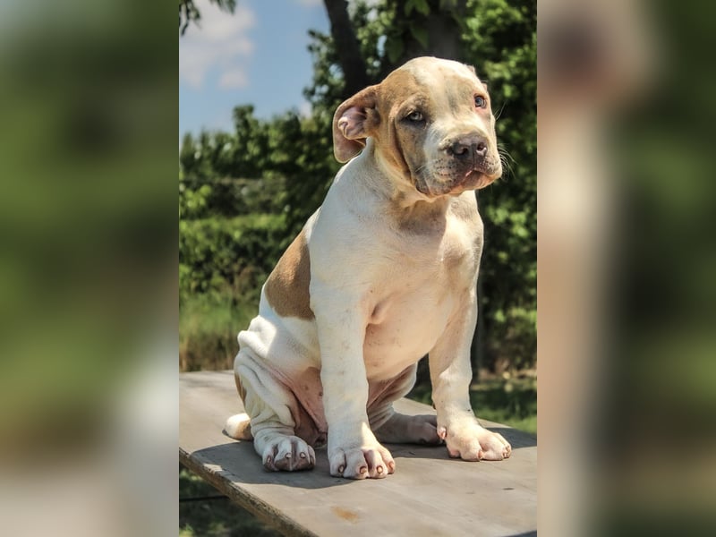 American bully XL welpen