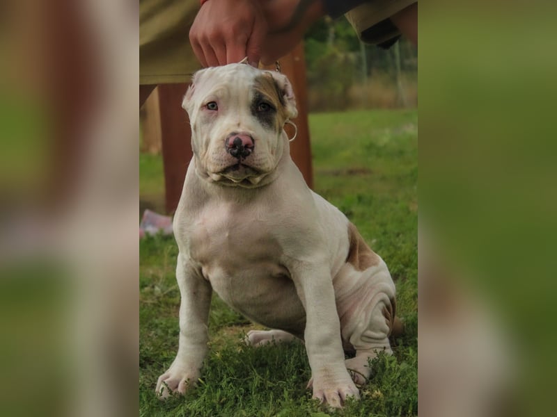 American bully XL welpen