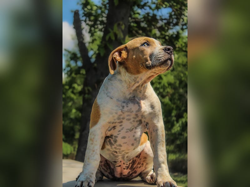American bully XL welpen