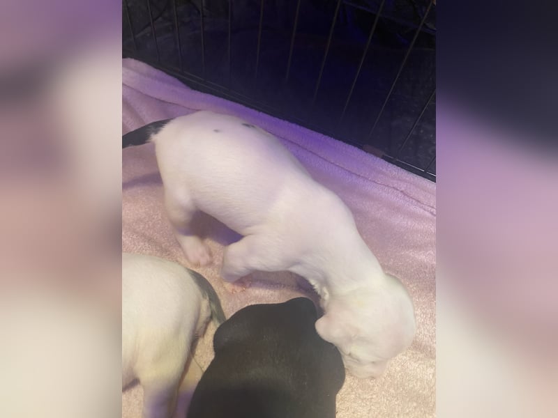 Amstaff American Bully