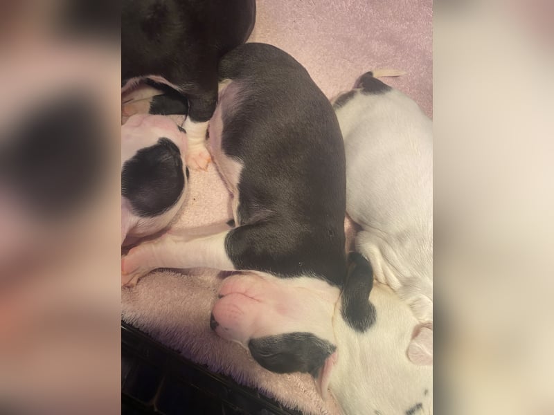 Amstaff American Bully