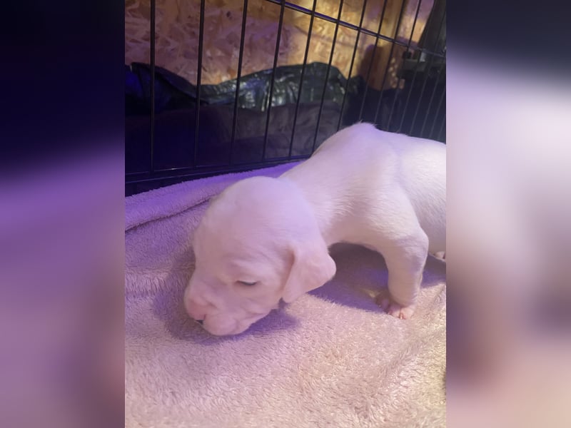 Amstaff American Bully