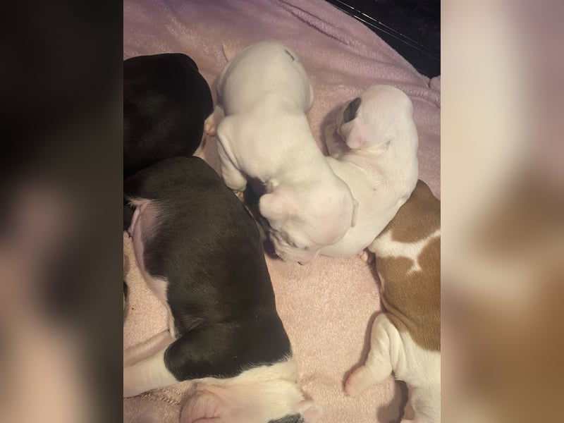 Amstaff American Bully