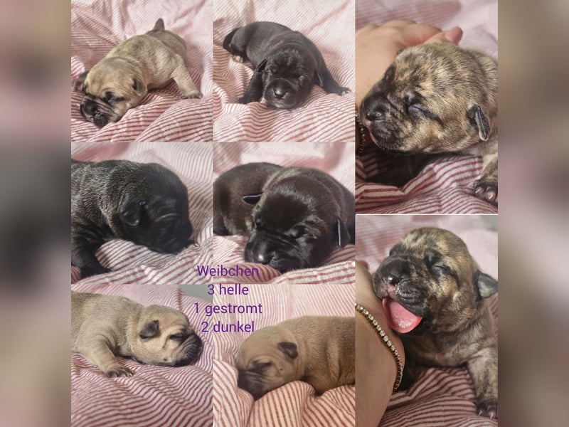 8 Welpen American Bully XL