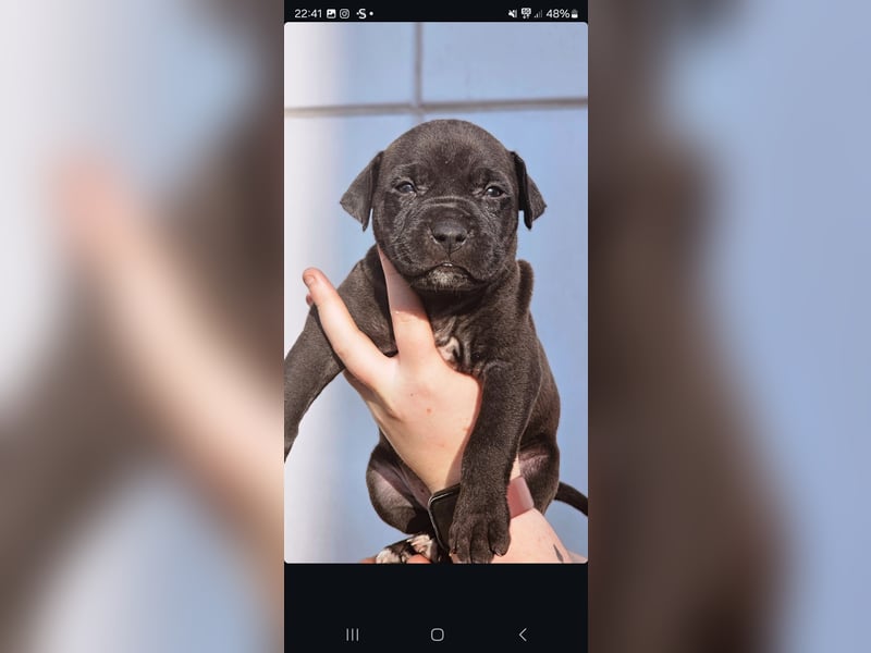 American Bully Welpen