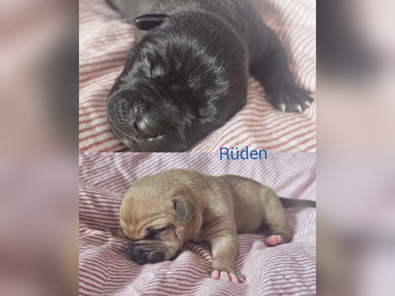 8 Welpen American Bully XL