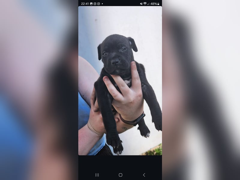 American Bully Welpen