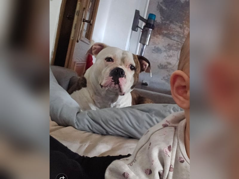 American Bully Hündin