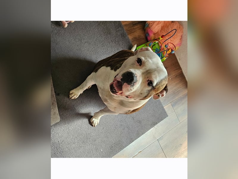 American Bully Hündin