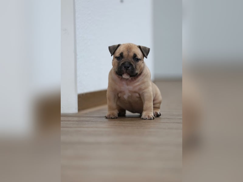 American Bully Pocket