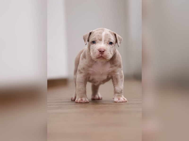 American Bully Pocket