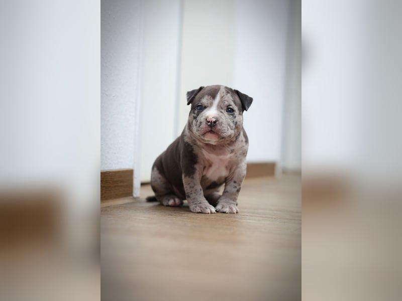American Bully Pocket