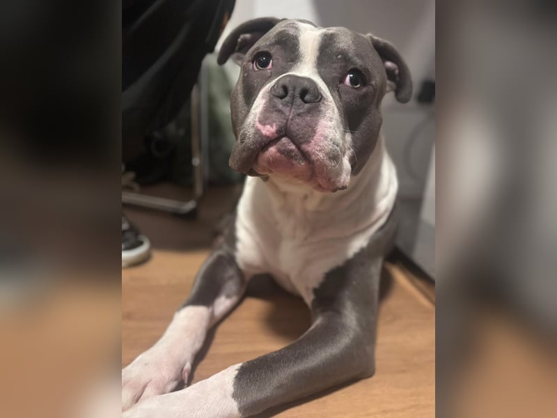 American bully