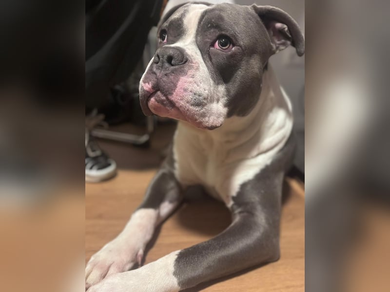 American bully