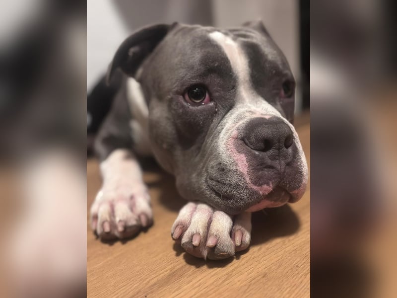American bully