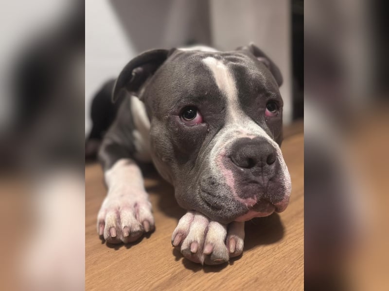American bully