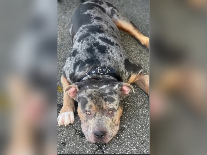 Merle Tricolor Deckrüde XL Bully