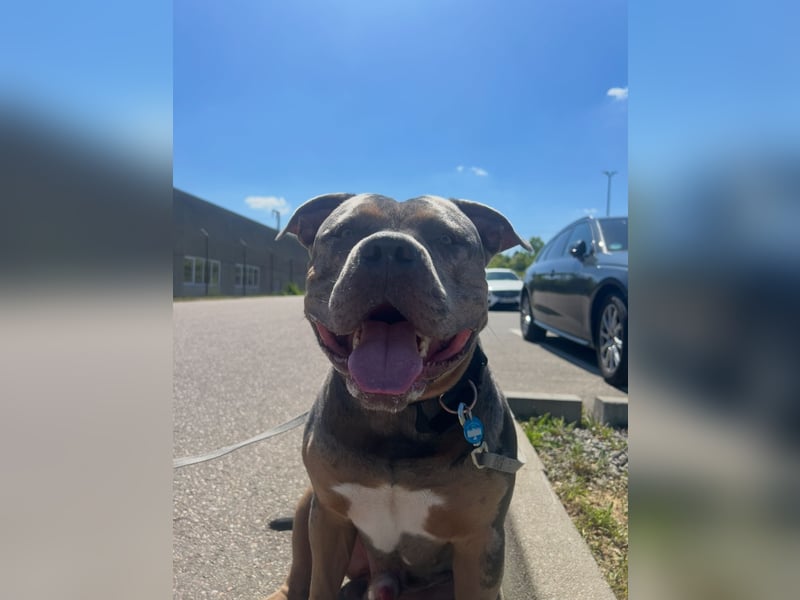 Merle Tricolor Deckrüde XL Bully