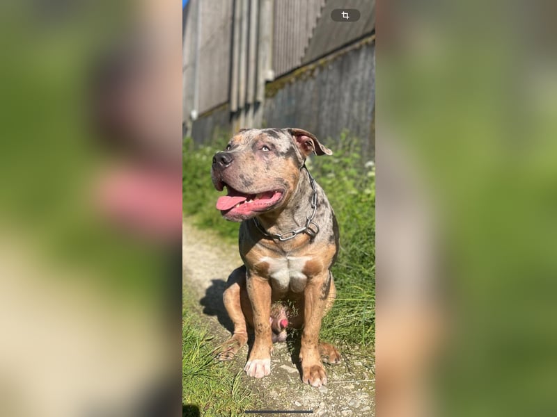 Merle Tricolor Deckrüde XL Bully
