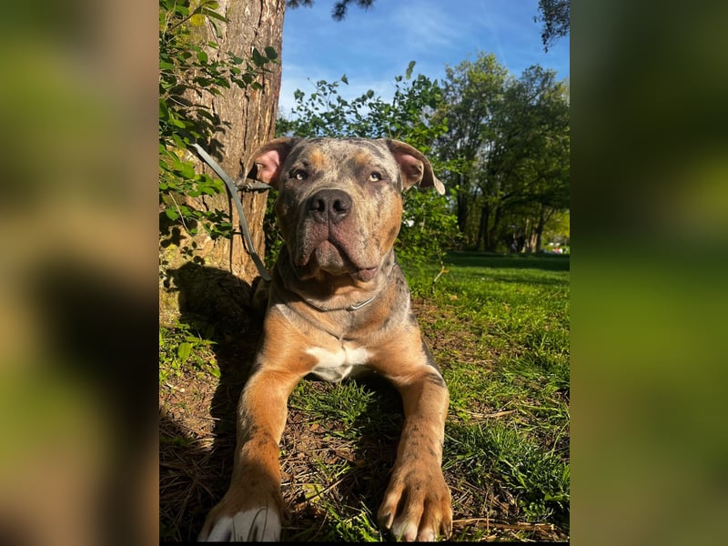 Merle Tricolor Deckrüde XL Bully