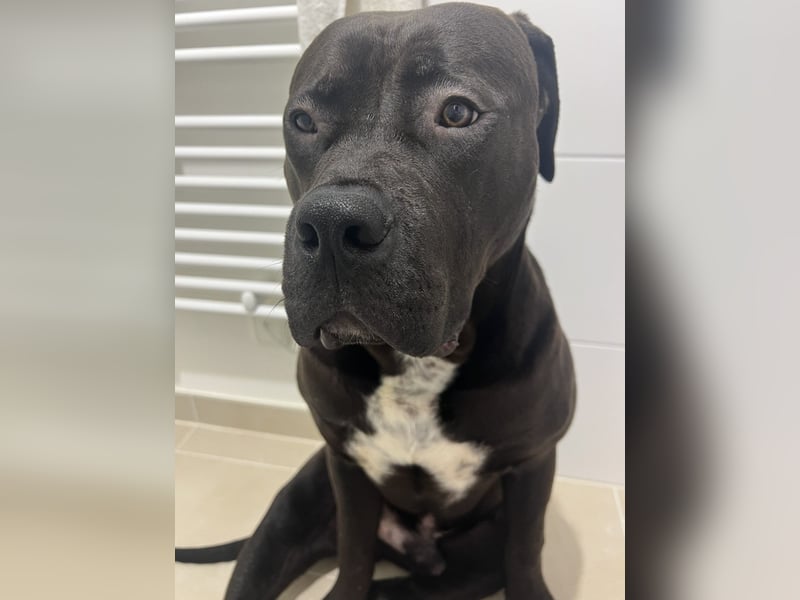 American Bully XL schwarz