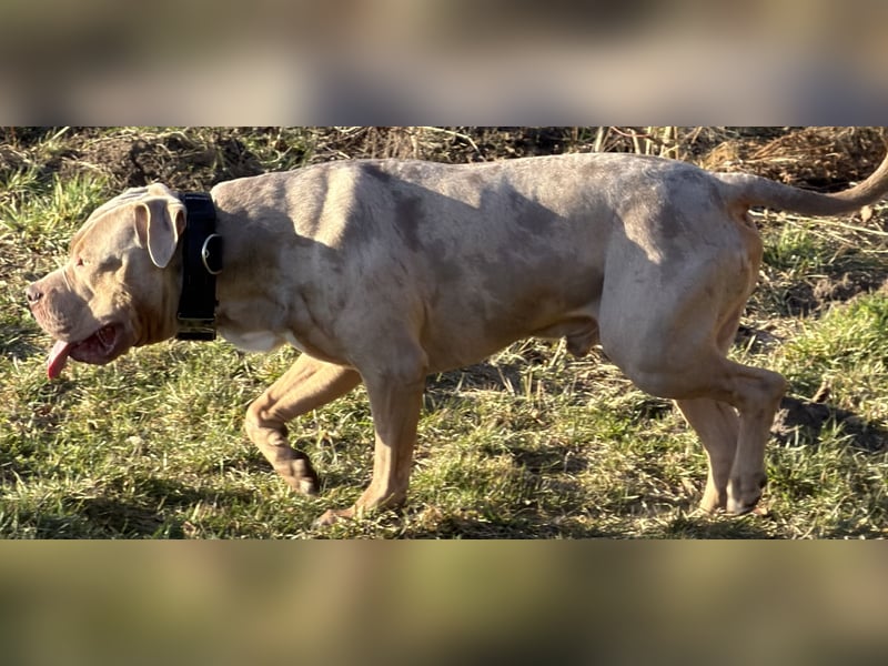 (Video) / HD-ED frei / TOP XL-XXL ABKC American Bully Tricolor-Merle-Lilac Deckrüde