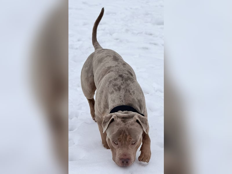 (Video) / HD-ED frei / TOP XL-XXL ABKC American Bully Tricolor-Merle-Lilac Deckrüde