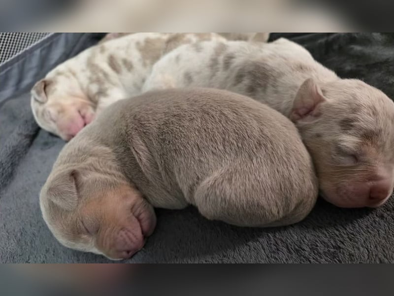 (Video) / HD-ED frei / TOP XL-XXL ABKC American Bully Tricolor-Merle-Lilac Deckrüde