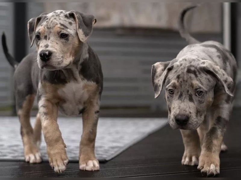 (Video) / HD-ED frei / TOP XL-XXL ABKC American Bully Tricolor-Merle-Lilac Deckrüde