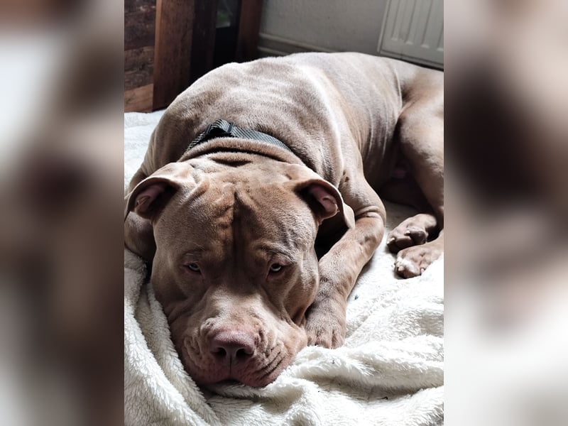 American Bully XXL Deckrüde (lilac) kein Verkauf!!!