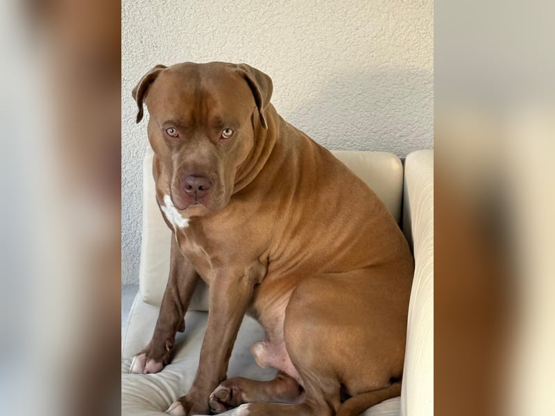 American Bully XL Deckrüde „Macho“ – kräftig, liebevoll & charakterstark