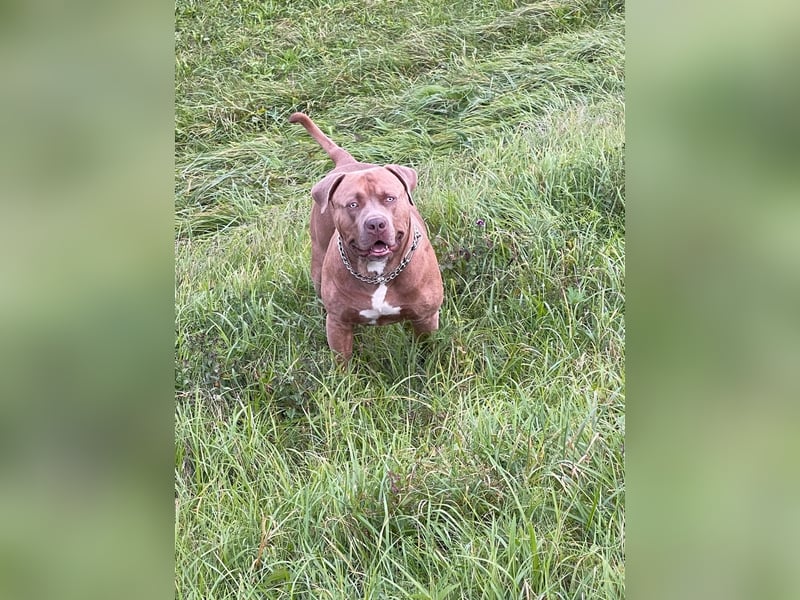 American Bully XL Deckrüde „Macho“ – kräftig, liebevoll & charakterstark