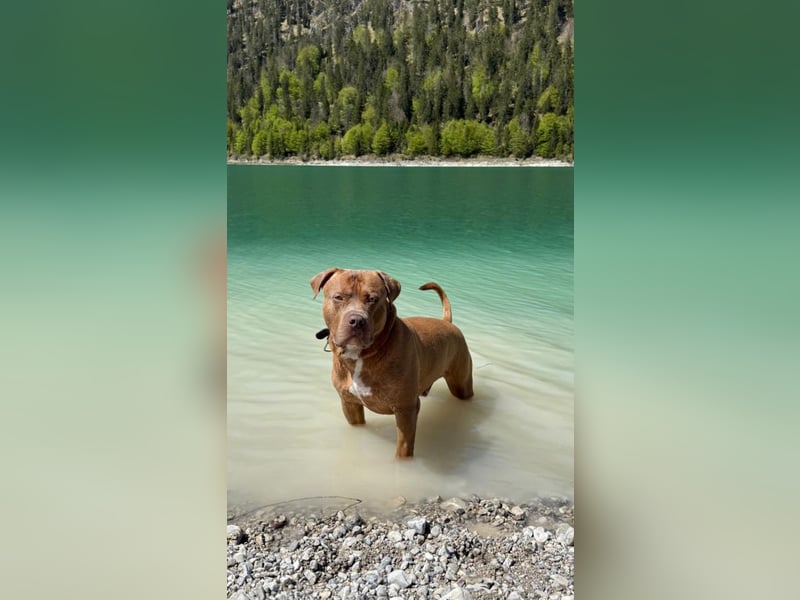 American Bully XL Deckrüde „Macho“ – kräftig, liebevoll & charakterstark