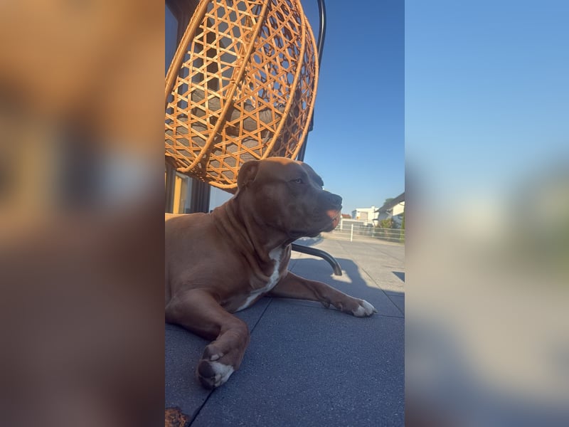 American Bully XL Deckrüde „Macho“ – kräftig, liebevoll & charakterstark