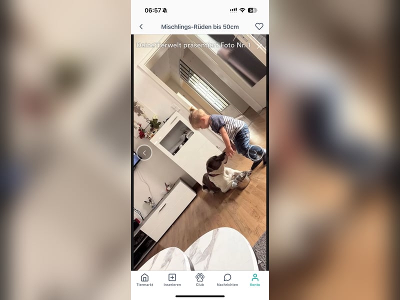 Pablo american bully Rüde