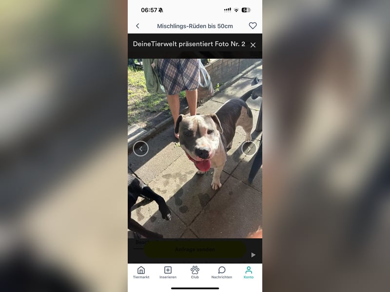 Pablo american bully Rüde