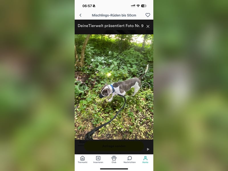 Pablo american bully Rüde