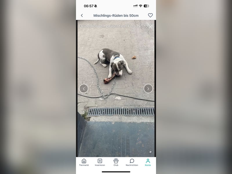 Pablo american bully Rüde