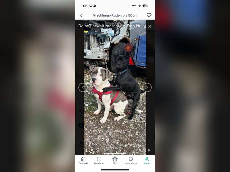 Pablo american bully Rüde