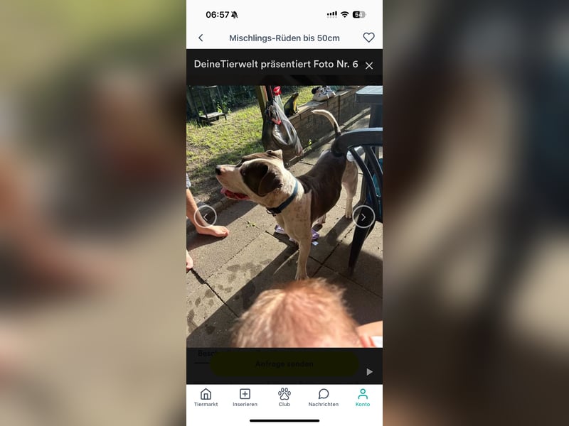 Pablo american bully Rüde