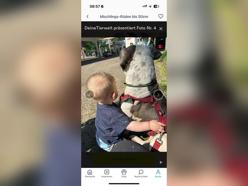 Pablo american bully Rüde