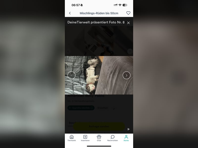 Pablo american bully Rüde