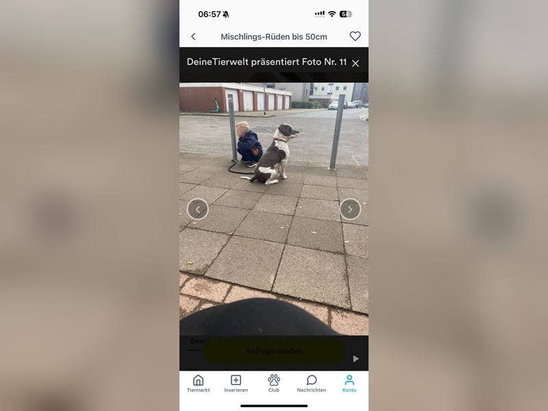 Pablo american bully Rüde