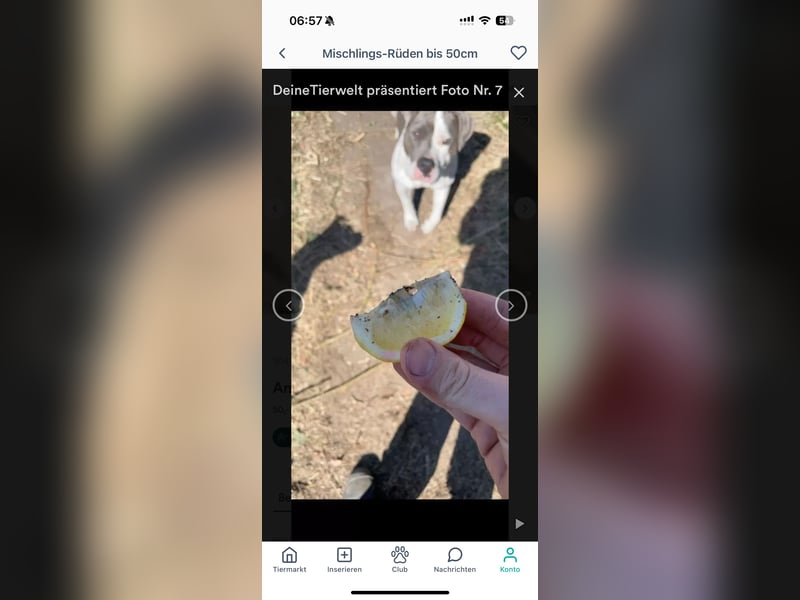 Pablo american bully Rüde